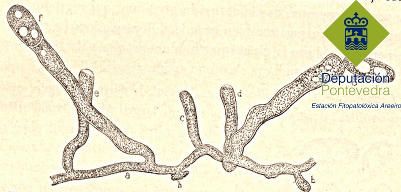 Oidio - Powdery Mildew - Oidio >> Ilustracion de los organos del oidio tomada de Viala 1885.jpg
